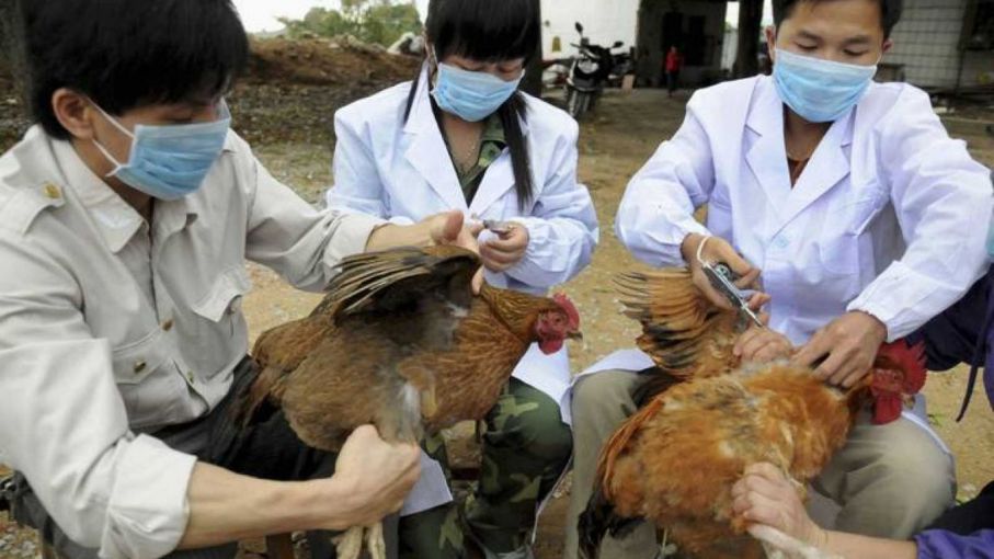 China reporta brote de gripe aviar