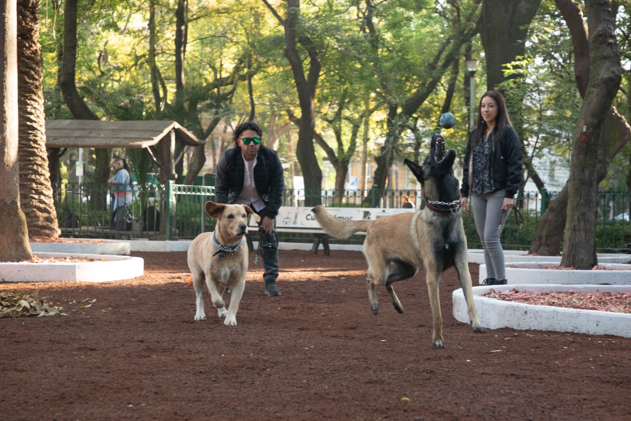 Rehabilitan área canina del Parque México… ¡en tiempo récord!