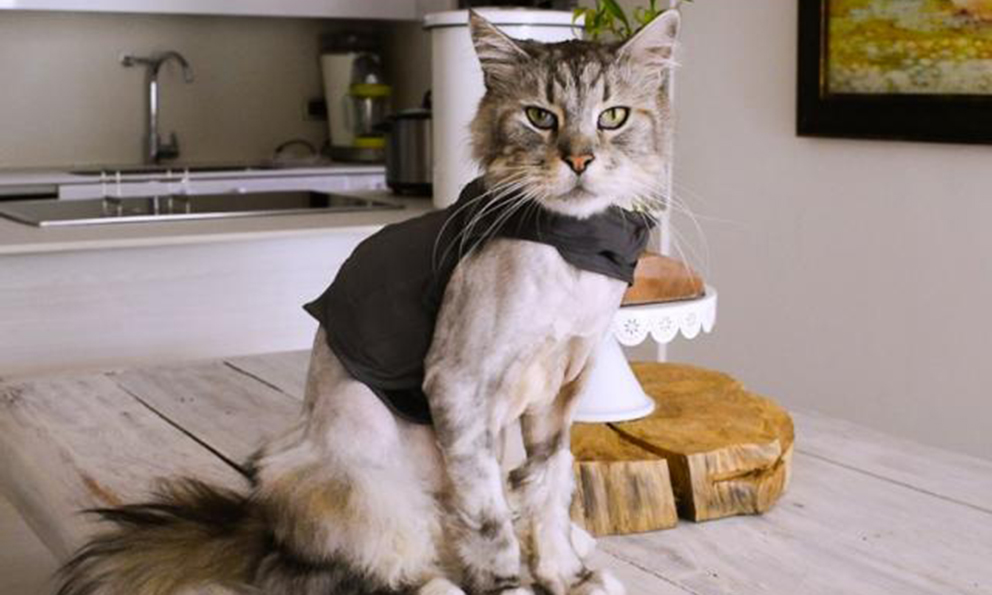 Conoce a ‘Romeo’, el primer gato con marcapasos en Colombia