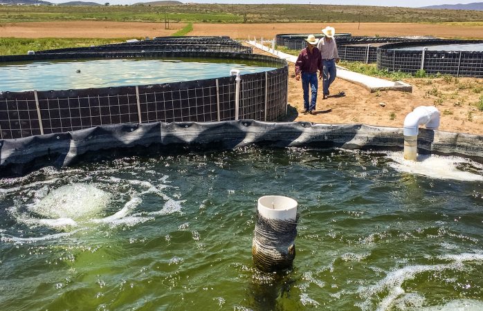 Desarrollará Agricultura proyectos acuícolas en las zonas áridas y semiáridas del país