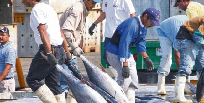 Produjo México tres mil 268 toneladas de atún aleta azul en el ciclo de captura 2020