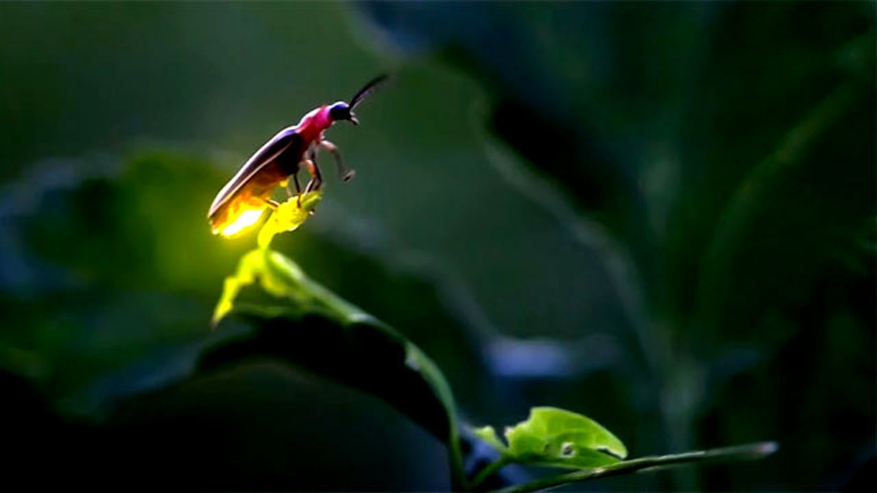 Luciérnagas corren peligro de extinción por causa de pesticidas