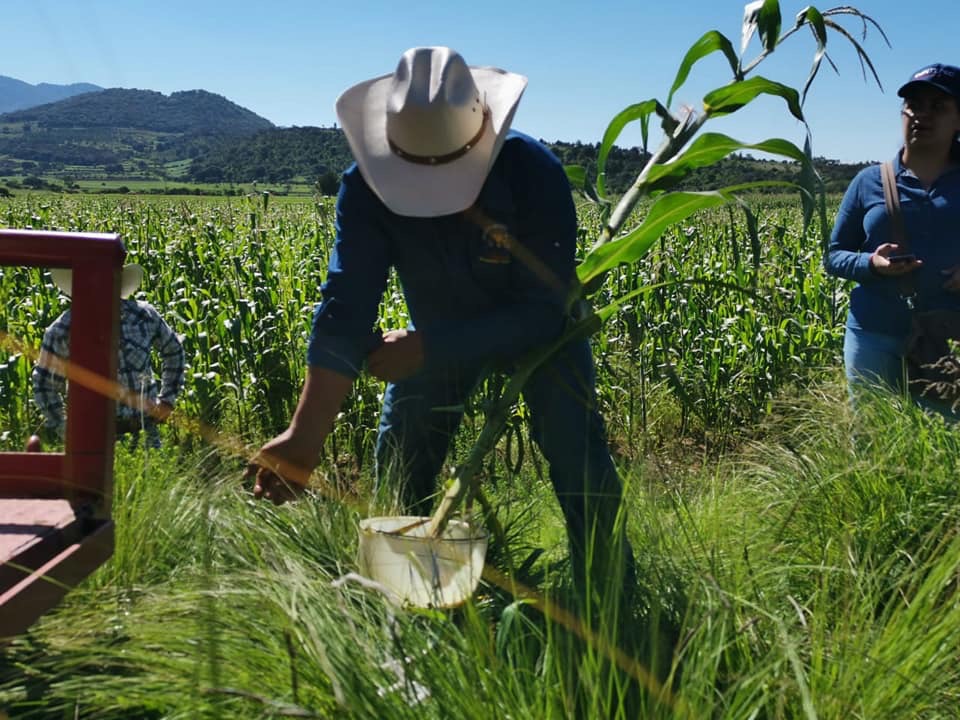 Productores organicos apoyan a AMLO