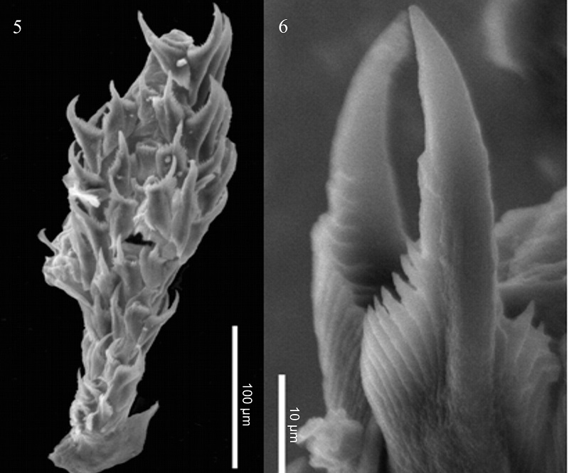 Descubre IPN dos especies de moluscos microscópicos en el Golfo de California