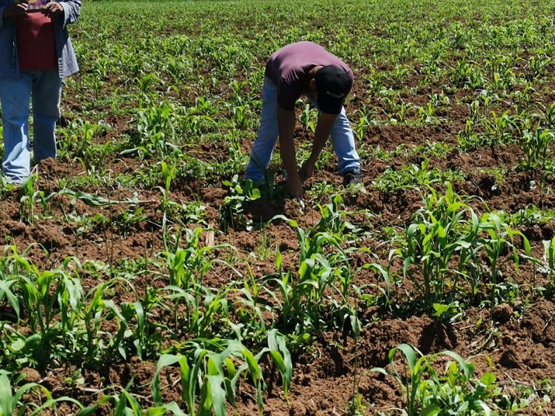 Contingencia por COVID-19 y crísis económica impactará producción de agroalimentos, empleo y salud de campesinos: MST