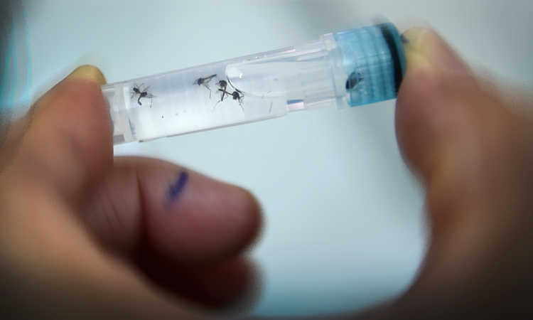 Veracruz registra 531 casos de dengue