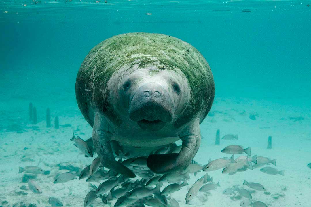 Gobierno de México reitera su compromiso para la protección y conservación de especies marinas en peligro de extinción