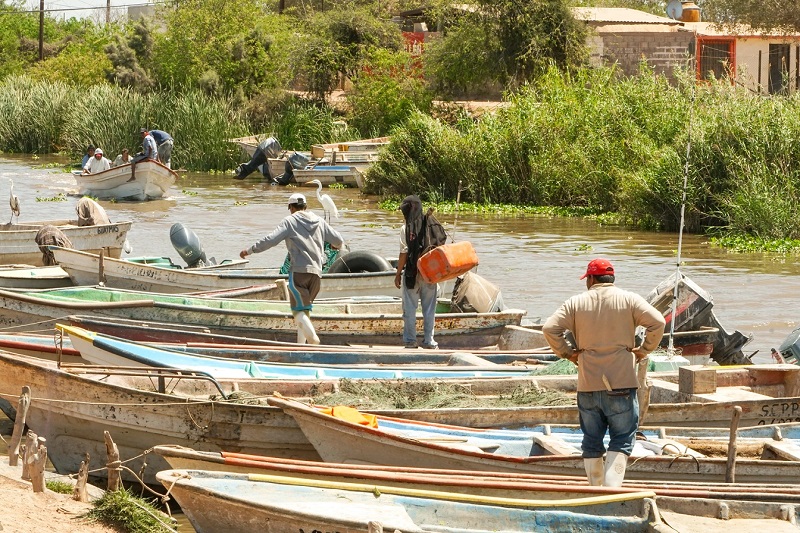 Publica Agricultura los lineamientos de operación del Programa de Fomento a la Agricultura, Ganadería, Pesca y Acuacultura