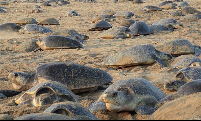 Cientos de tortugas invaden playa vacía por cuarentena