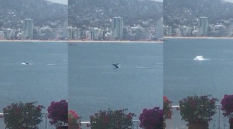 VÍDEO: Ballena se acerca a las playas de Acapulco ante ausencia de lanchas acuáticas