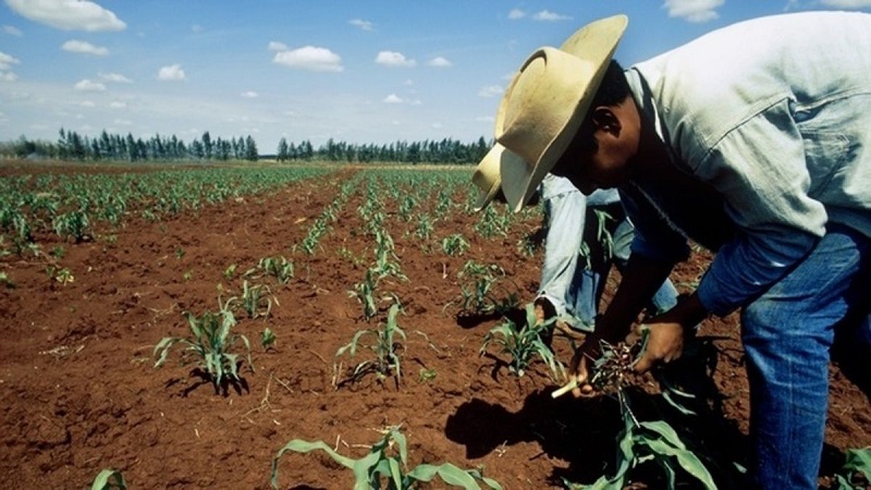 Convoca CAP a organizaciones campesina a trabajar por un plan emergente para el agro nacional
