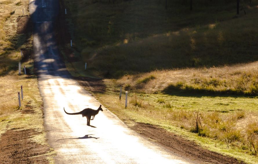 canguro salta en calles de Australia