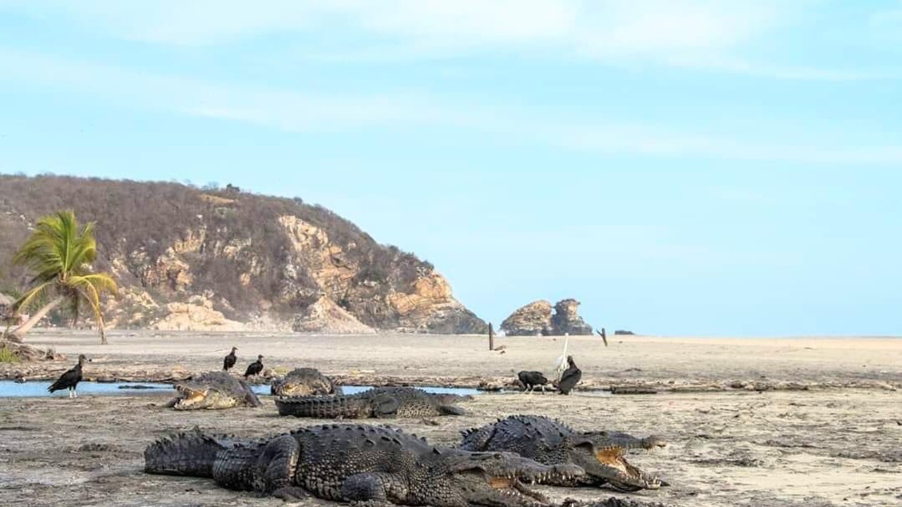 Captan a cocodrilos en playa de Oaxaca ante ausencia de turistas