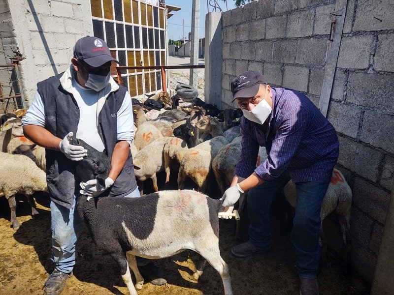 Apoya Edomex a ganaderos para uns producción de calidad en municipios del sur de la entidad