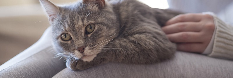 ¿Cómo se siente tu gato con tu presencia en casa, en esta cuarentena?
