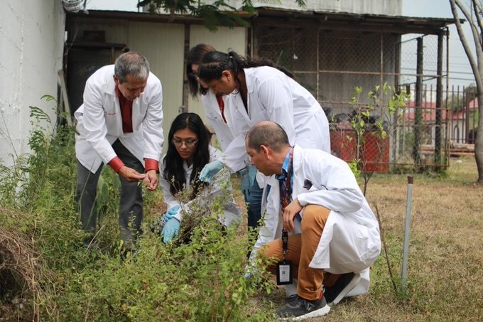 Evalúa IPN acción del orégano mexicano contra hongos y bacterias