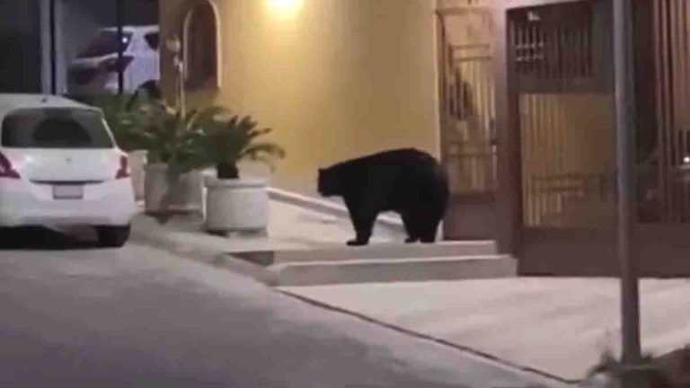 Captan a oso negro caminando por las calles de Nuevo León
