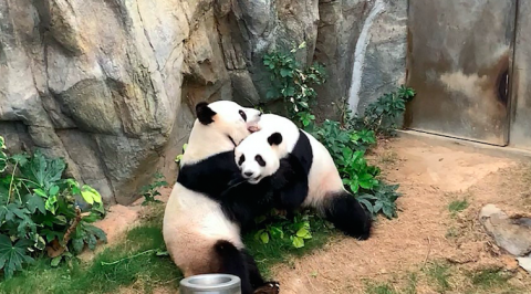 Pandas de zoológico se aparean aprovechando la privacidad que les dio la cuarentena
