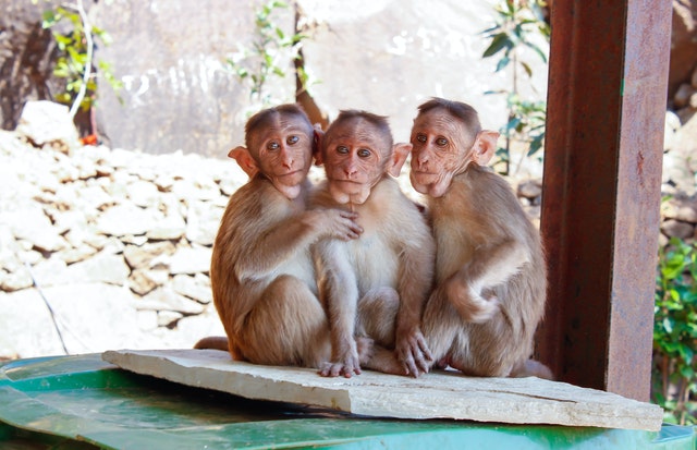 monos en la India roban muestras de sangre con covid-19