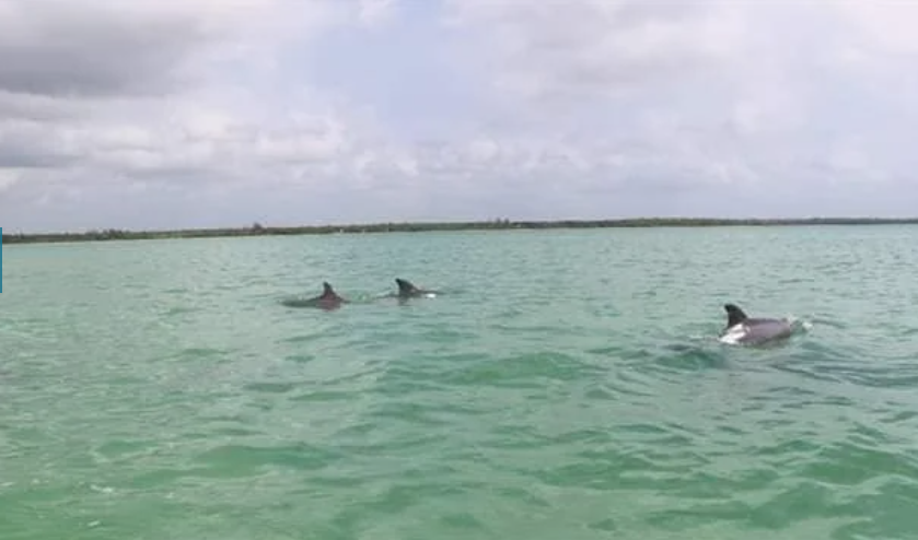 Captan a delfines nadando en Bahía de Chetumal