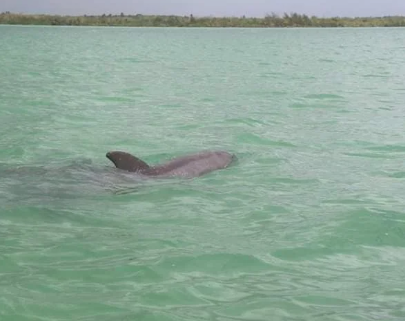 Captan a delfines nadando en Bahía de Chetumal 