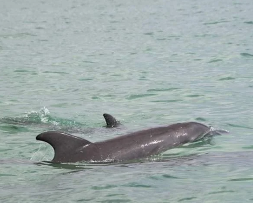 Captan a delfines nadando en Bahía de Chetumal 