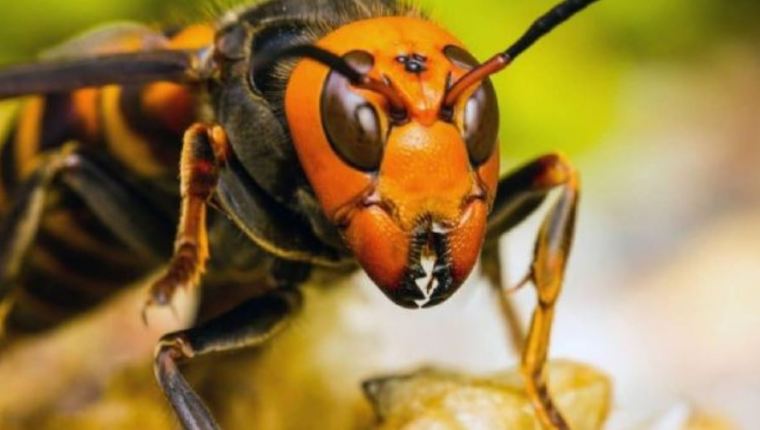 El avispón asesino es letal, pero también es un sabroso bocadillo para los japoneses