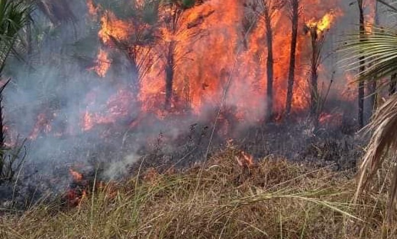 Más de 600 posibles incendios amenazan selvas de Quintana Roo