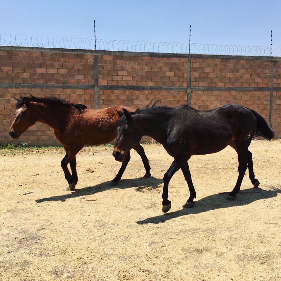 ¡Así lucen ahora los caballos rescatados de Acapulco!