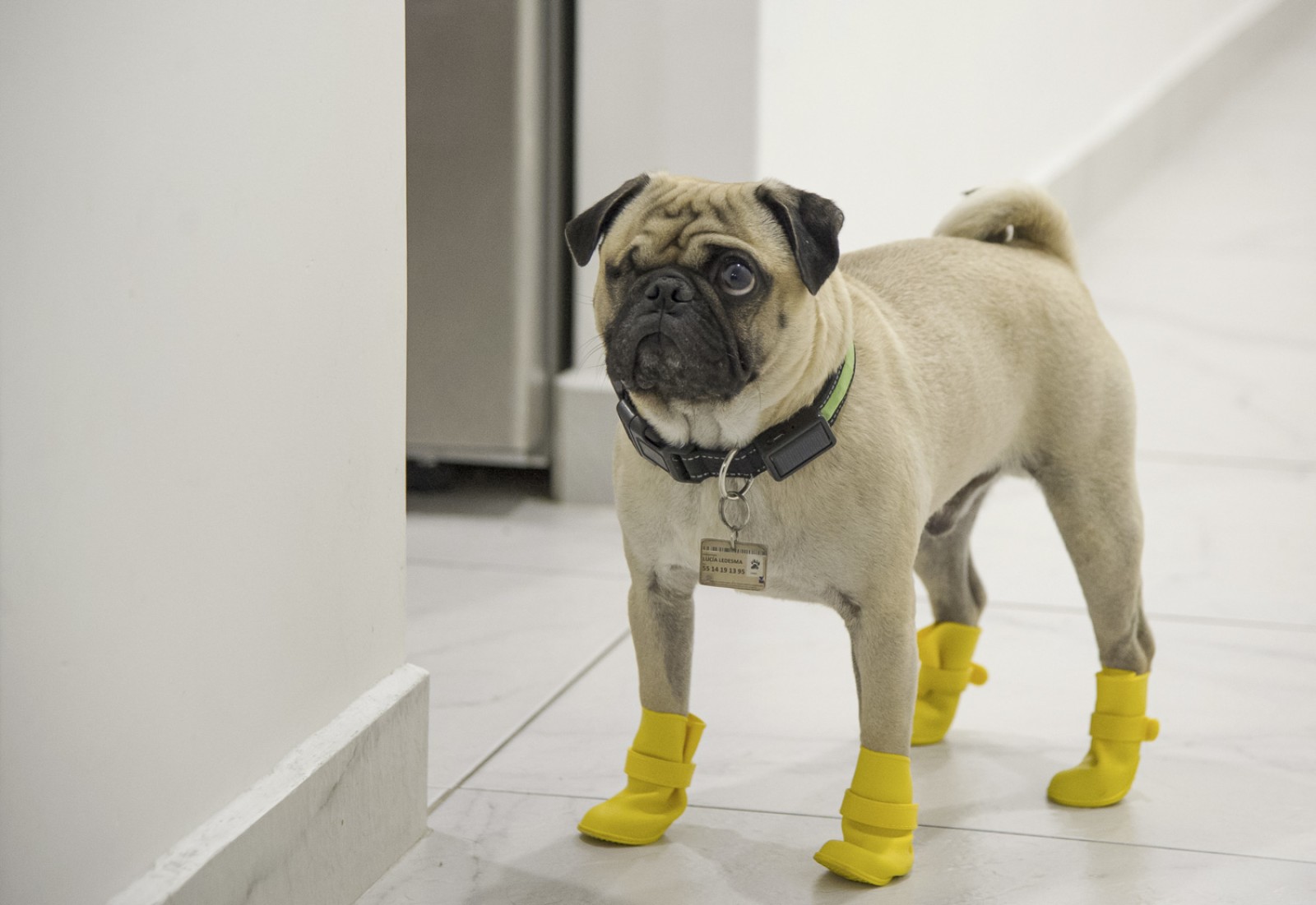 Conoce a Harley, el pug que ayuda a médicos que combate el Covid-19 en la CDMX