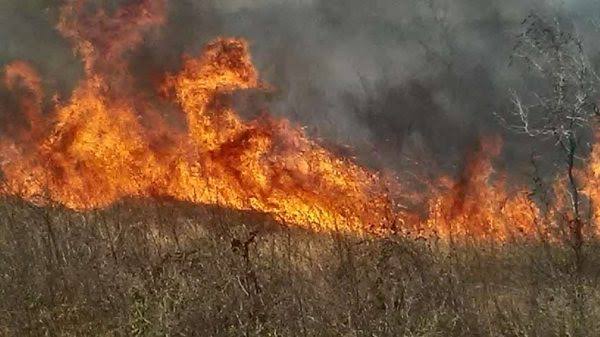 Cinco incendios afectan más de 1500 hectáreas en Yucatán