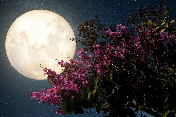 No te pierdas hoy la ‘Superluna de las flores’ y toma las mejores fotos
