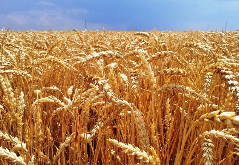Inquietud de agricultores del noreste y el bajio por bajos precios del maíz y trigo: FFMC