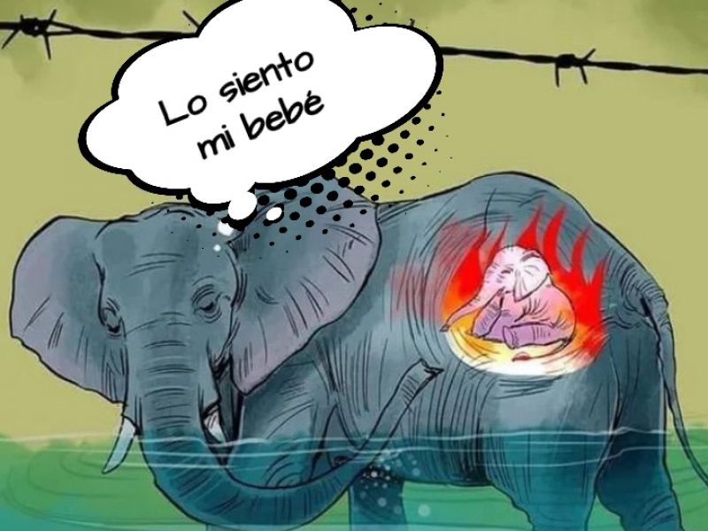 elefanta muere por explosivo en una piña ilustraciones