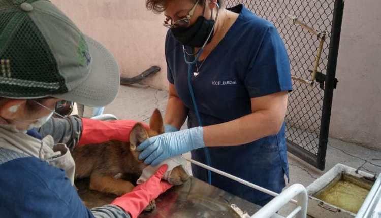 Nacen dos lobos mexicanos 🐺 en Zoológico de Aragón