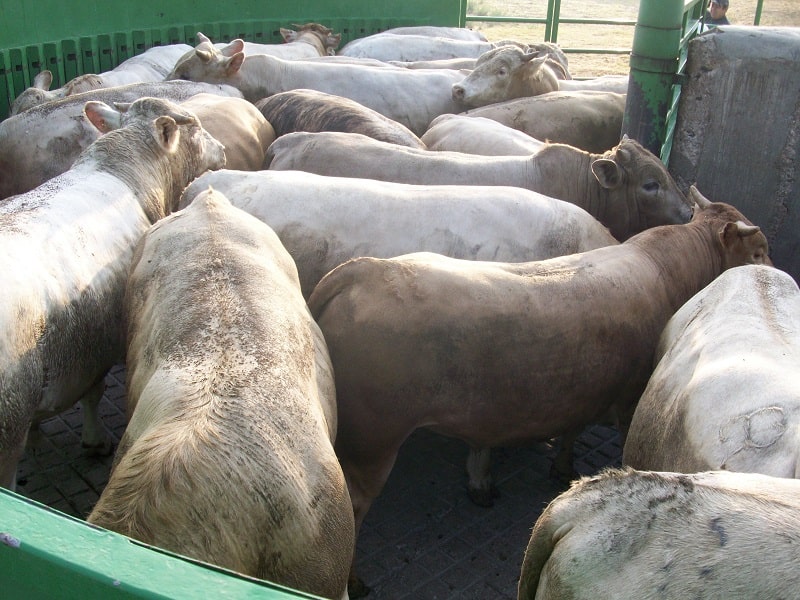 Importación de ganado guatemalteco fuerte golpe a pequeños productores mexicanos: UGOCP
