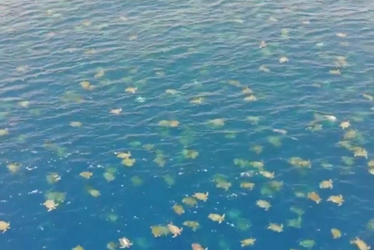 Dron capta más de 60 mil tortugas nadando en el oceano