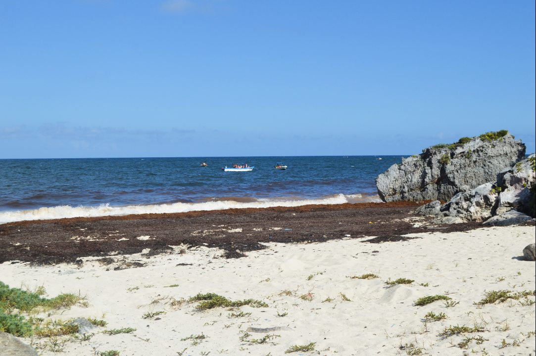 Sargazo satura playas de Tulum 