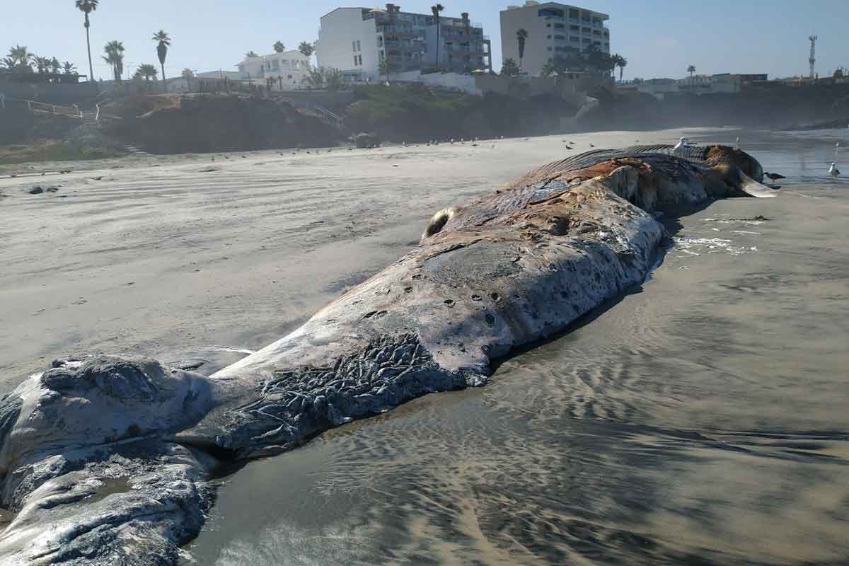 Profepa localiza cuerpo de ballena en playa de Rosarito