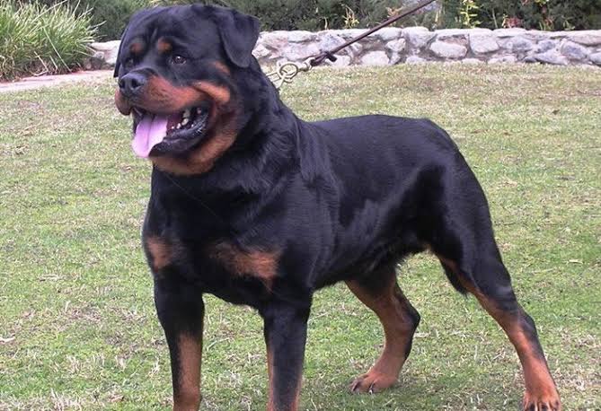 Rottweiler