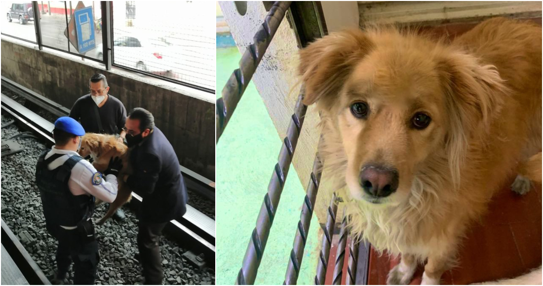 Policías rescatan a perrito atrapado en las vías del Metro Oceanía