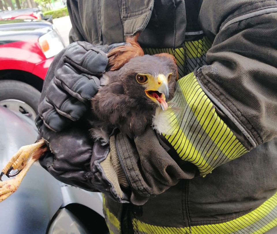 Bomberos rescatan a águila en la colonia Narvarte
