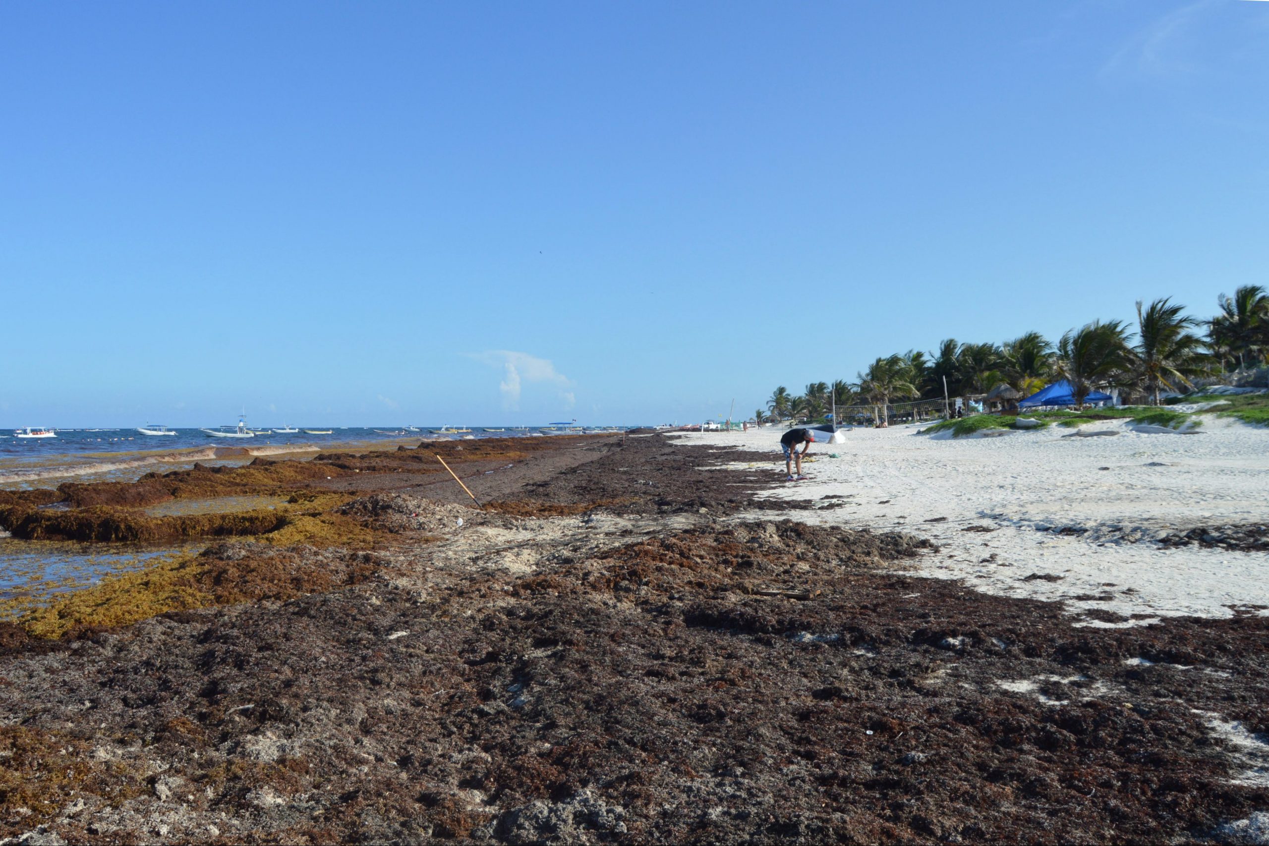 Sargazo satura playas de Tulum