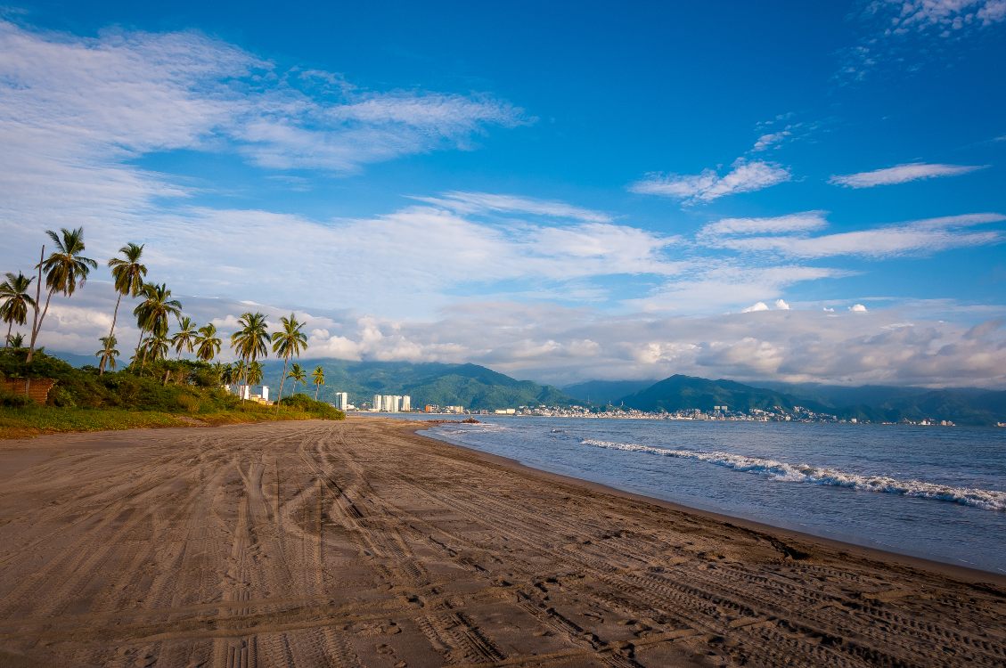 Comienza la liberación de tortugas en Puerto Vallarta