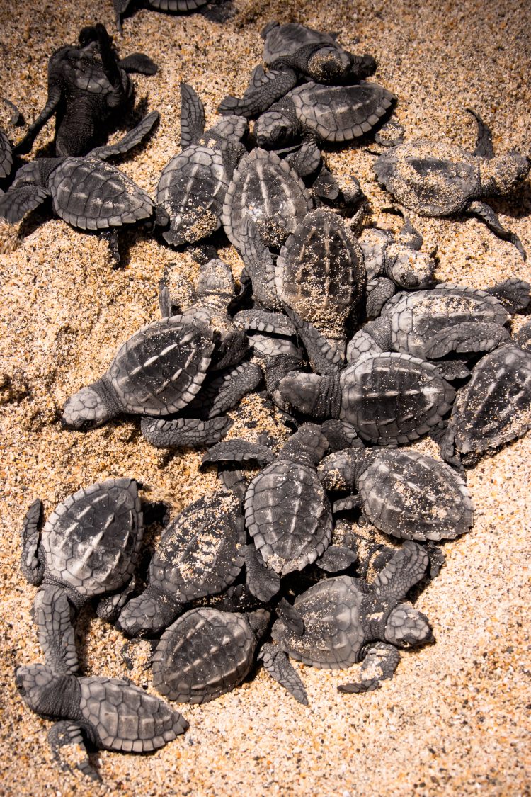 Comienza la liberación de tortugas en Puerto Vallarta