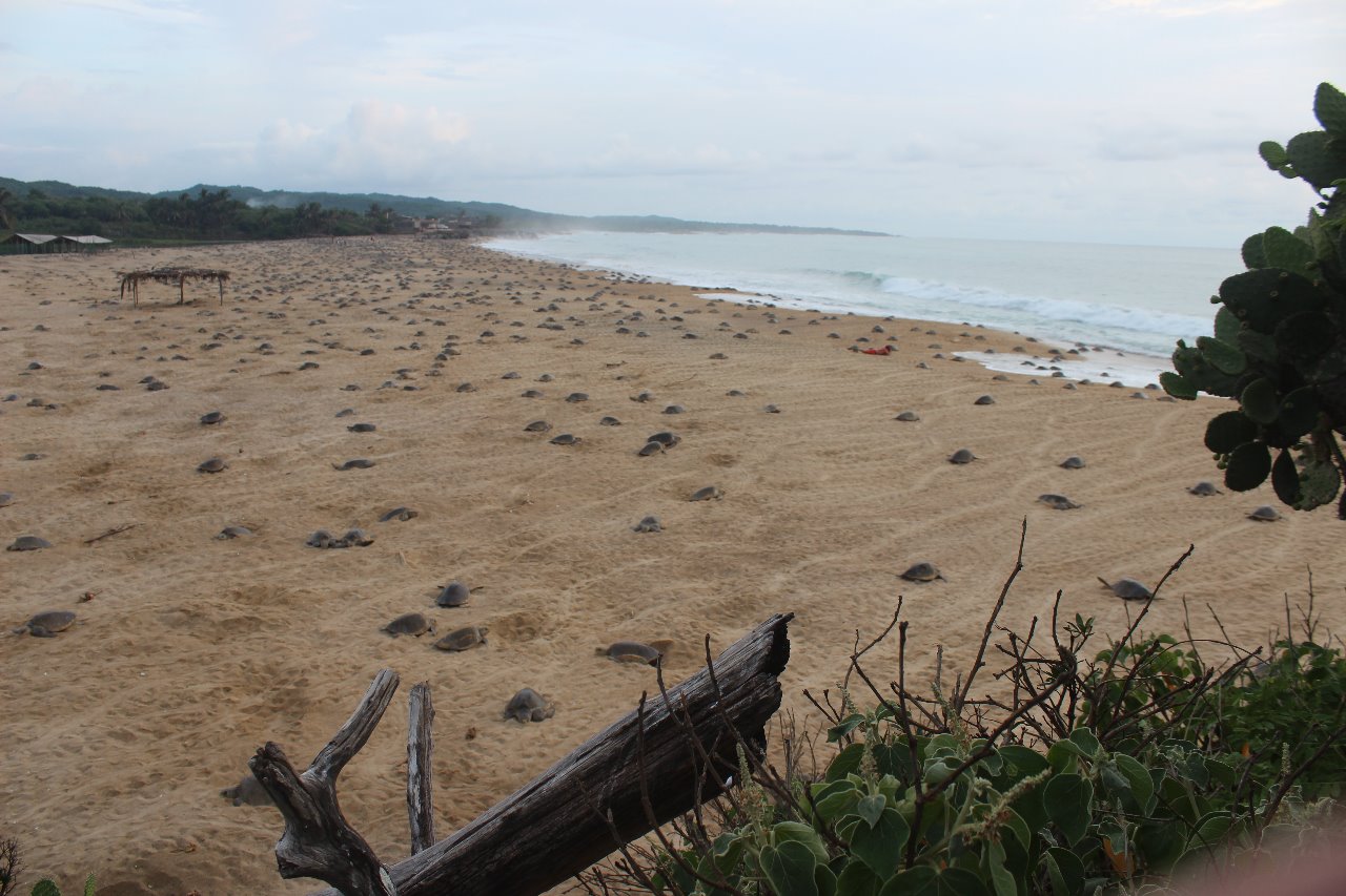 Tortugas marinas comienzan a llegar a las playas de Michoacán