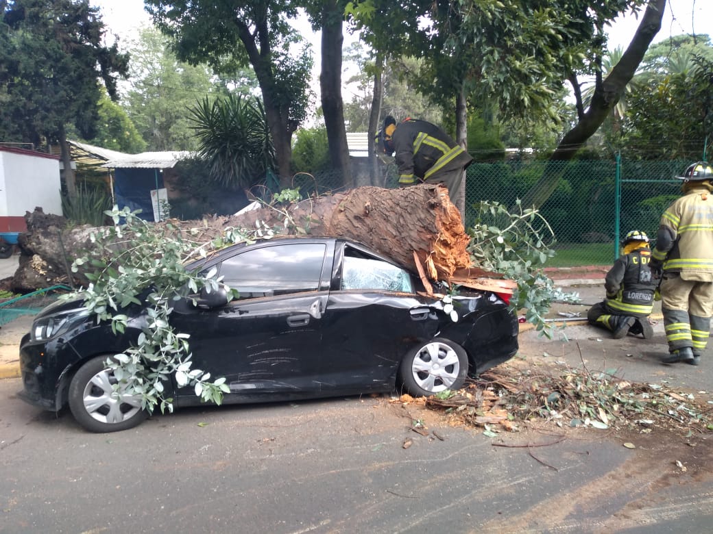 Cae árbol sobre automóvil en la alcaldía Coyoacán