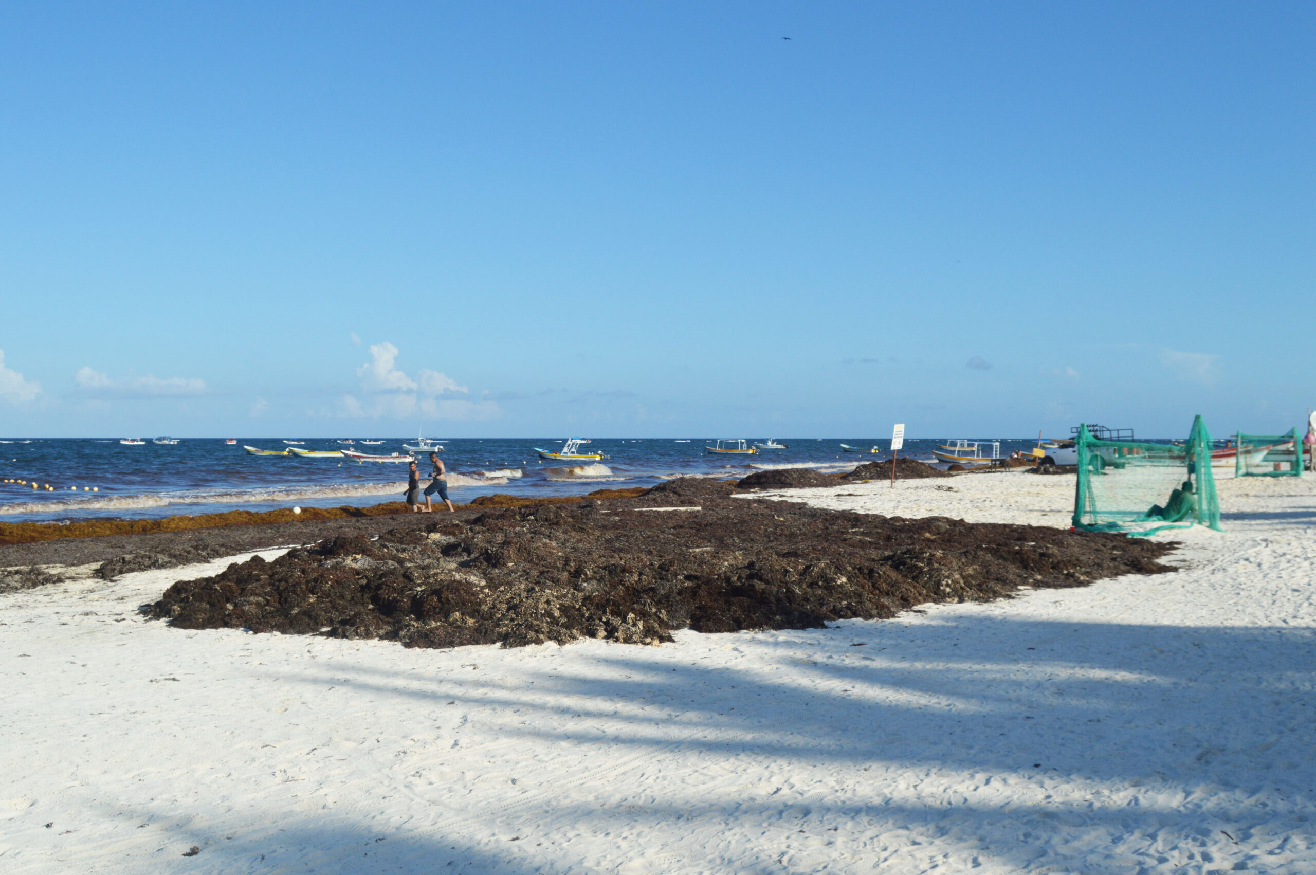 Semar ha recolectado 14 mil toneladas de sargazo en la Riviera Maya