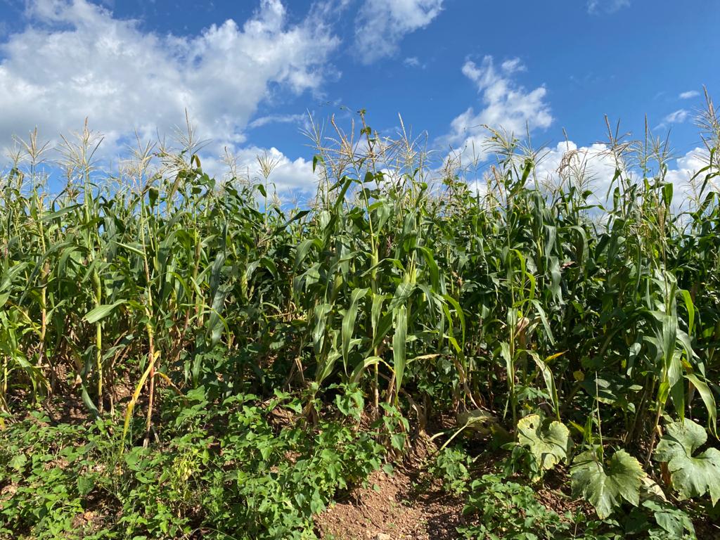 Afrirma Villalobos Arámbula que México es autosuficiente en maíz blanco para consumo humano