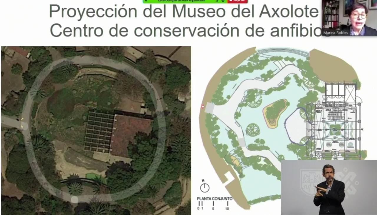 Sheinbaum anuncia construcción del Museo del Ajolote en Chapultepec